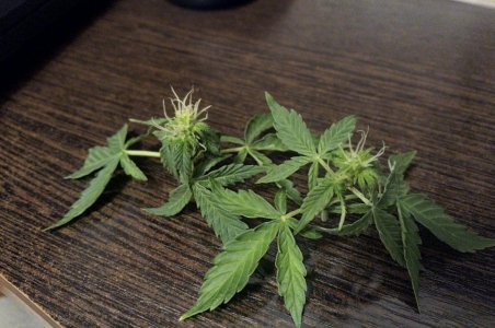 IMG_20220112_174032_243.jpg IMG_20220112_174032_243.jpg