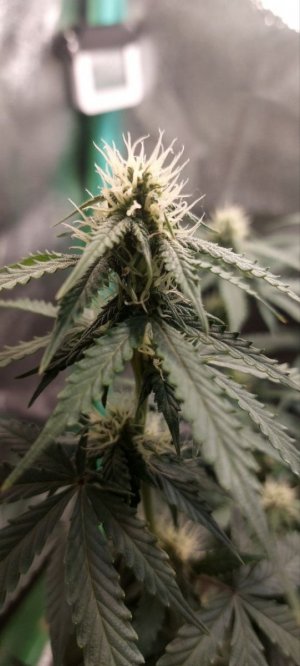 2023.11.25 - 52 день(компот) (3).jpg