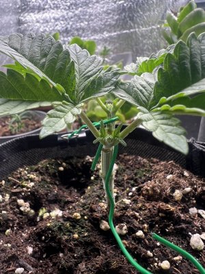 IMG_3874.jpeg IMG_3874.jpeg