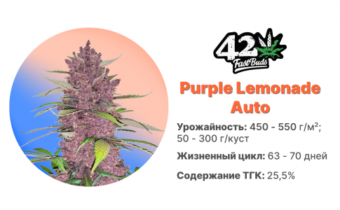 Purple Lemonade Auto