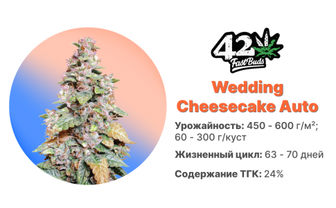 Wedding Cheesecake Auto