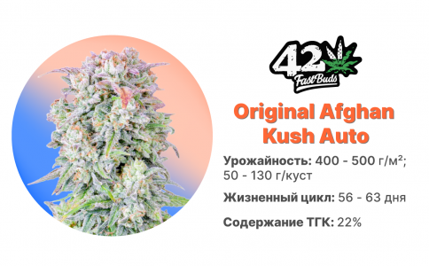 Original Afghan Kush Auto