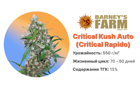 Critical Kush Auto (Critical Rapido Auto)