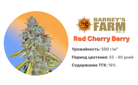 Red Cherry Berry