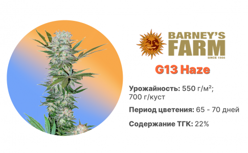 G13 Haze