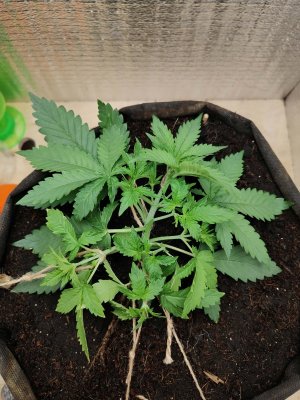 Горилла после.jpeg