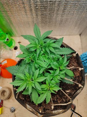 Горилла до.jpeg