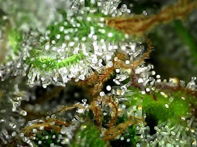 Sat Jan 20 19-52-01.jpg