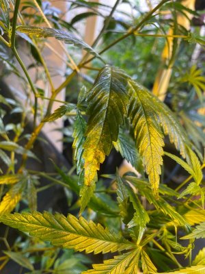 трабл растения 2.jpeg