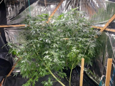 Растение 4.jpeg