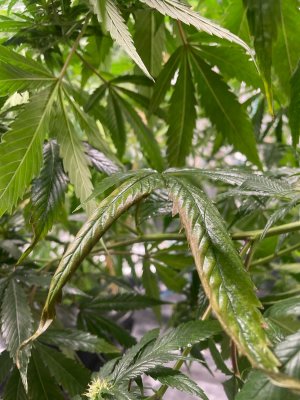 Трабл растения 4 2.jpeg