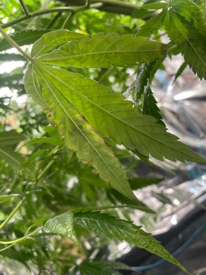 Трабл растения 4 3.jpeg