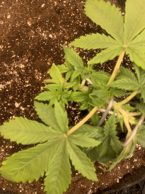 IMG_0068.jpeg IMG_0068.jpeg