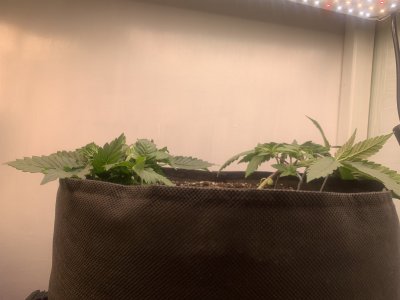 IMG_0069.jpeg IMG_0069.jpeg