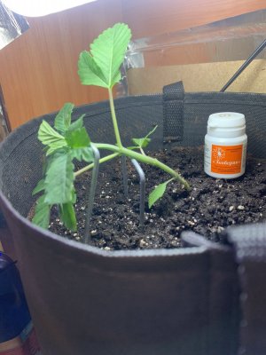 IMG_0087.jpeg IMG_0087.jpeg