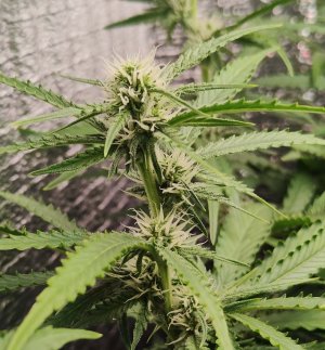 Горилла цветы.jpg