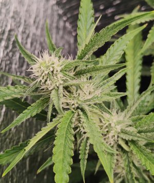 Горилла цветы.jpg