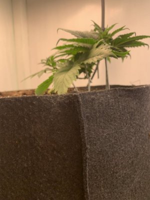 IMG_0140.jpeg IMG_0140.jpeg