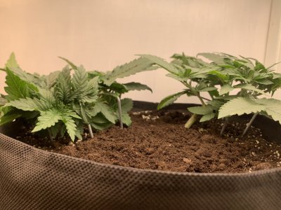 IMG_0142.jpeg IMG_0142.jpeg