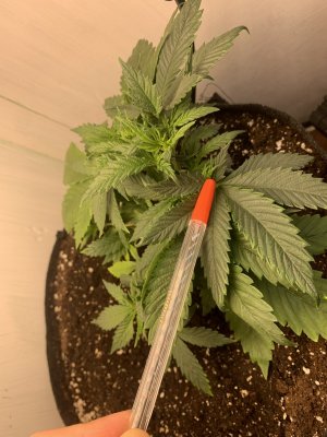 IMG_0156.jpeg IMG_0156.jpeg