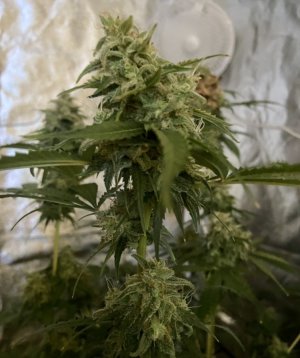 27.09.23Mimosa 2.jpeg