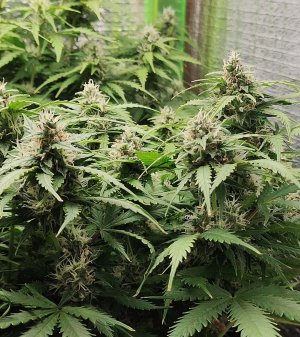 Джонни цветы.jpg