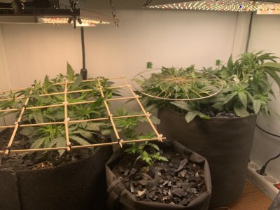 IMG_0314.jpeg IMG_0314.jpeg