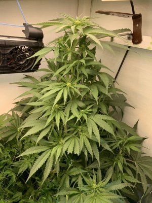 IMG_0596.jpeg IMG_0596.jpeg