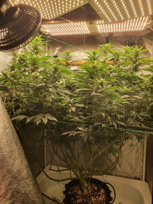 20240316_183139.jpg 20240316_183139.jpg