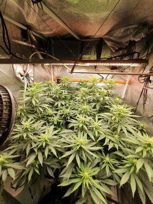 20240316_183121.jpg 20240316_183121.jpg