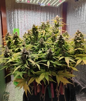 Джонни 79 день.jpg