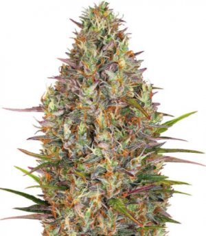 glue gelato auto.jpg