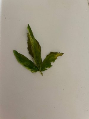 жёлтый лист.jpg