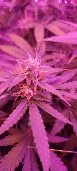 WhatsApp Image 2024-04-07 at 20.01.18.jpeg