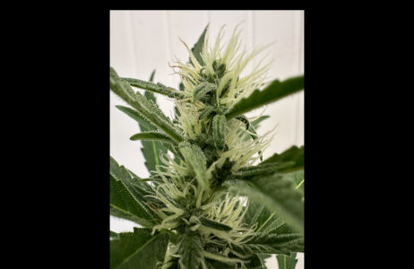 Снимок экрана 2024-04-11 в 07.48.22.png