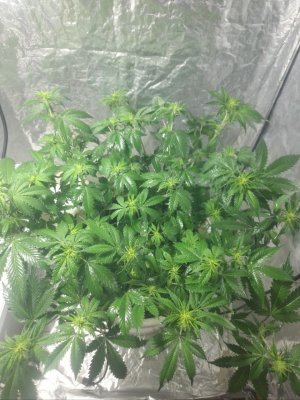 IMG_20240419_174226_048.jpg IMG_20240419_174226_048.jpg