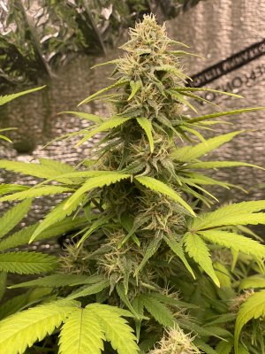 шишечка лоу.JPG