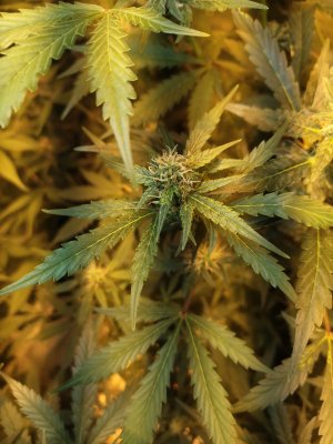 IMG_20240428_180107446.jpg IMG_20240428_180107446.jpg