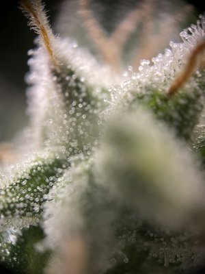 IMG_6738.jpeg IMG_6738.jpeg