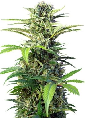 chem beyond diesel.jpg