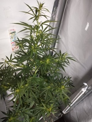 IMG_20240514_193751.jpg IMG_20240514_193751.jpg