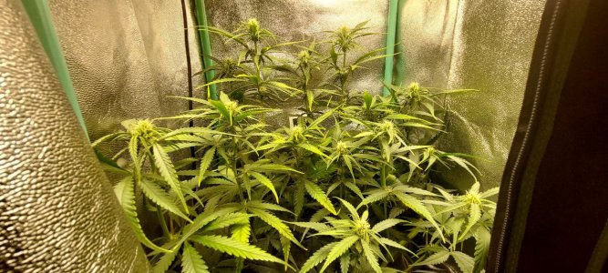 2024.05.20 - 42 день компот.jpg