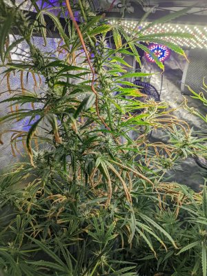 PXL_20220305_041215045.jpg PXL_20220305_041215045.jpg