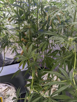 PXL_20220305_041253862.jpg PXL_20220305_041253862.jpg