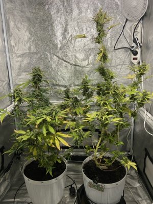 85 день (25.04).jpeg