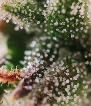 Трихомы (2).jpg