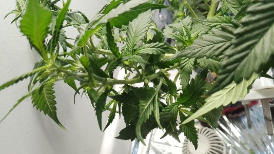 IMG-000002519 (1).jpg