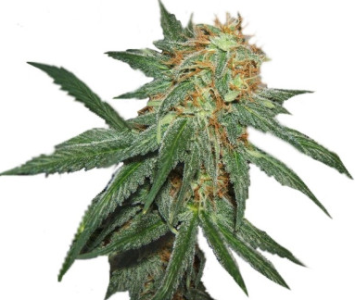 great white shark.png