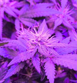 WhatsApp Image 2024-06-16 at 08.55.38 (1).jpeg