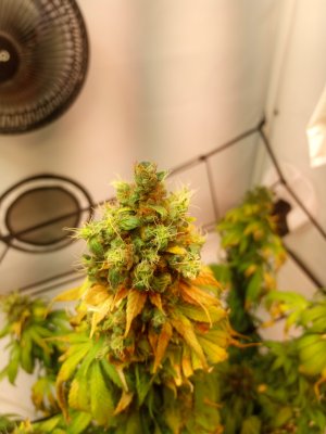 IMG_20240630_130114_495 (1).jpg